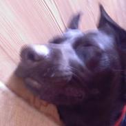 Labrador retriever Freja