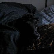 Cocker spaniel Sofus