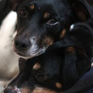 Dansk svensk gaardhund King
