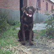 Labrador retriever Tenna