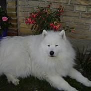 Samojedhund Kipper