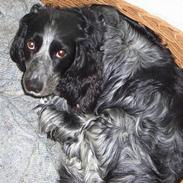 Field spaniel Monti