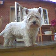West highland white terrier Sussie