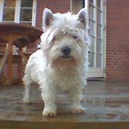 West highland white terrier Sussie