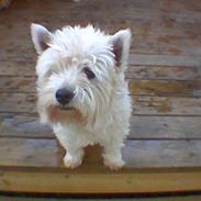 West highland white terrier Sussie