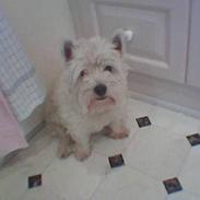 West highland white terrier Sussie