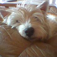 West highland white terrier Sussie