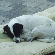 Dansk svensk gaardhund Plet