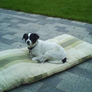 Dansk svensk gaardhund Plet