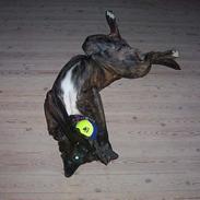 Blanding af racer balu