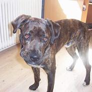 Blanding af racer balu