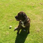 Blanding af racer balu