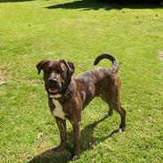 Blanding af racer balu