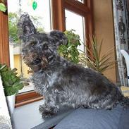 Blanding af racer Line <3