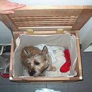 Cairn terrier Oliver