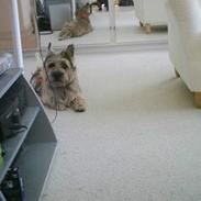 Cairn terrier Oliver