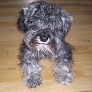 Dvaergschnauzer Klondaikes Holly