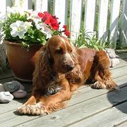 Cocker spaniel Mille