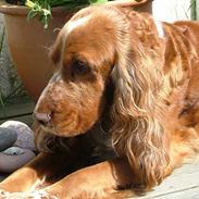 Cocker spaniel Mille