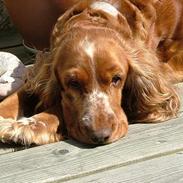 Cocker spaniel Mille