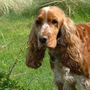 Cocker spaniel Mille