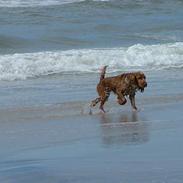 Cocker spaniel Mille