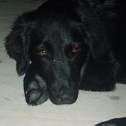 Labrador retriever Mon Cherié