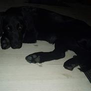 Labrador retriever Mon Cherié