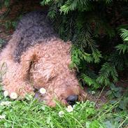 Airedale terrier Linus