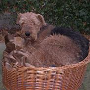 Airedale terrier Linus