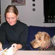 Airedale terrier Linus