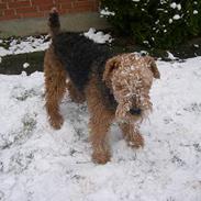 Airedale terrier Linus