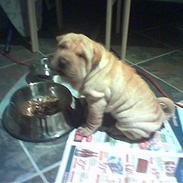 Shar pei ChinaH. Archo Hot Vanilla