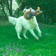 Golden retriever Indy