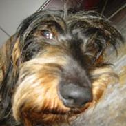 Gravhund Atempos Kozak