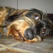 Gravhund Atempos Kozak