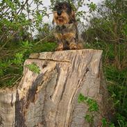 Gravhund Atempos Kozak