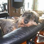 Gravhund Atempos Kozak