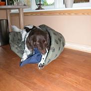 Kleiner münsterländer Fighter