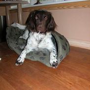 Kleiner münsterländer Fighter