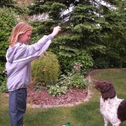 Kleiner münsterländer Fighter