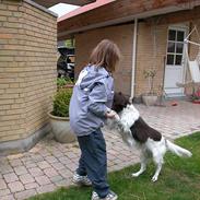 Kleiner münsterländer Fighter