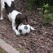 Kleiner münsterländer Fighter