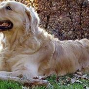 Golden retriever Schaky *RIP*