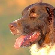 Kleiner münsterländer Lucky