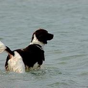 Kleiner münsterländer Lucky