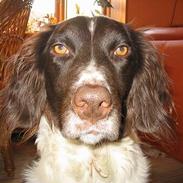 Kleiner münsterländer Lucky