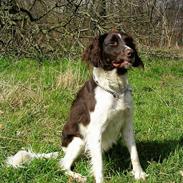 Kleiner münsterländer Lucky