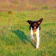 Kleiner münsterländer Lucky