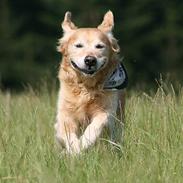Golden retriever Nickie *Himmelhund*